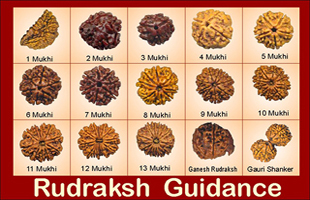 Rudraksha